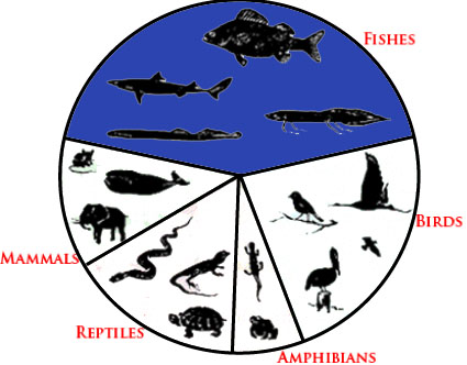 Are fish mammals reptiles best sale or amphibians